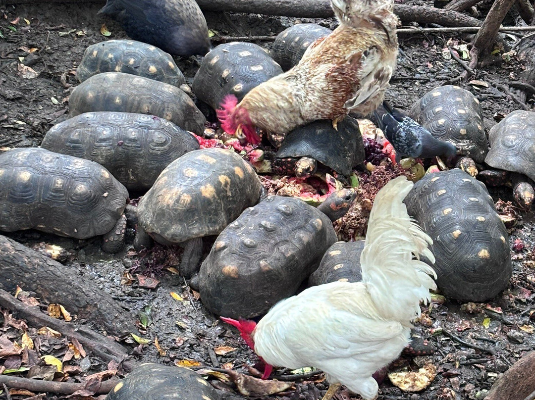 Barbados Wildlife Reserve-Saint Peter Parish必去景点