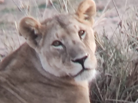 Malik Safari-马林地必去景点