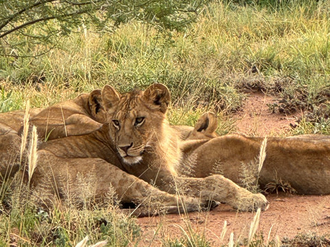 East Safari Tours-阿鲁沙必去景点
