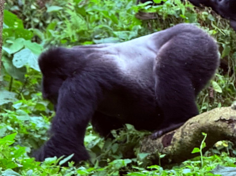 Uganda Adventure Safaris-坎帕拉必去景点