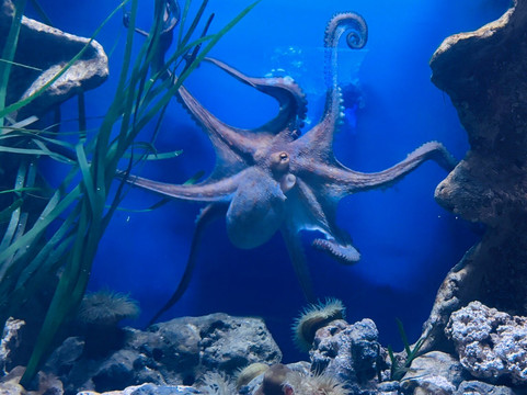 Malta National Aquarium-卡拉必去景点