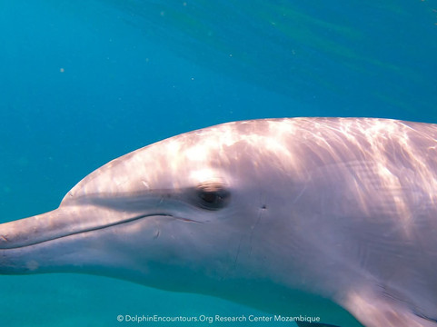 Dolphin Encountours Research Center-Ponta do Ouro必去景点