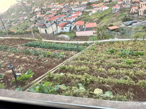 Green Devil Safari-马德拉群岛必去景点