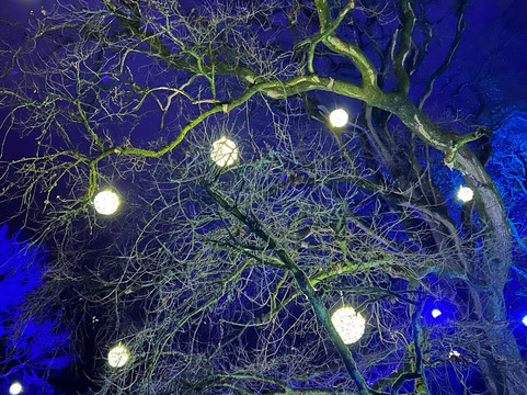 Westonbirt Arboretum-泰特伯里必去景点