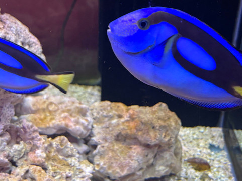 Pusat Ikan Hiasan-波德申必去景点