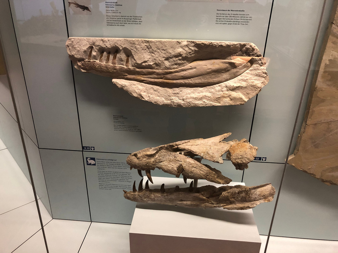 Naturkunde Museum Stuttgart-斯图加特必去景点