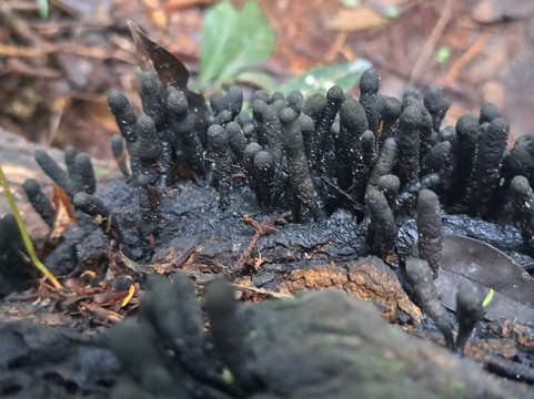 Arboretum de Raponda Walker-利伯维尔必去景点