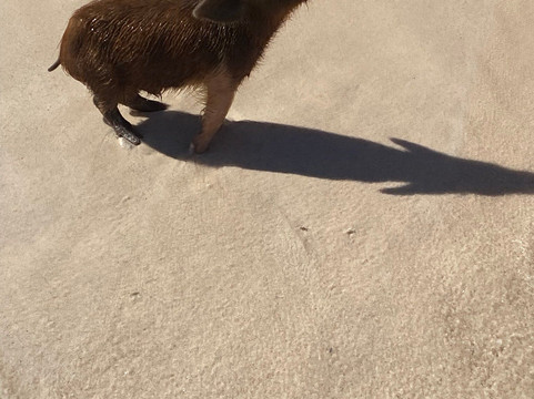 Pig Beach-大埃克苏马必去景点