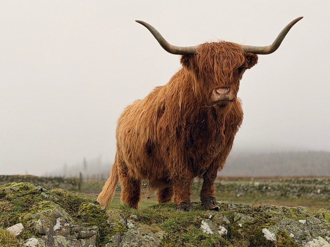 Kitchen Coos & Ewes-New Luce必去景点