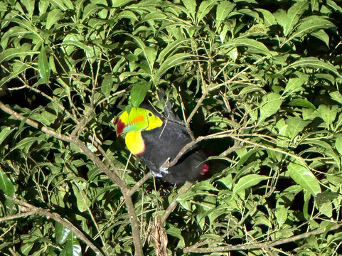 Monteverde Nature Tracks-蒙特沃德必去景点