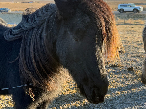 Activity Iceland-雷克雅未克必去景点
