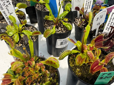 Old Bus Depot Markets-堪培拉必去景点