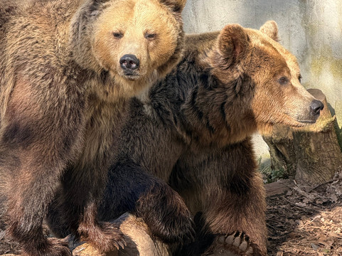 Parco Zoo di Poppi-波皮必去景点