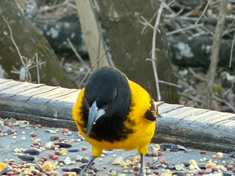 King Ranch-Kingsville必去景点