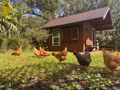 Coconut Information Farm & Cooking School-海库必去景点