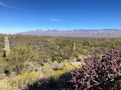 Saguaro National Park-图森必去景点