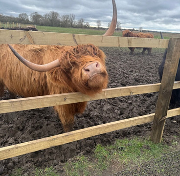 Highland Cow Cottage-Royston必去景点