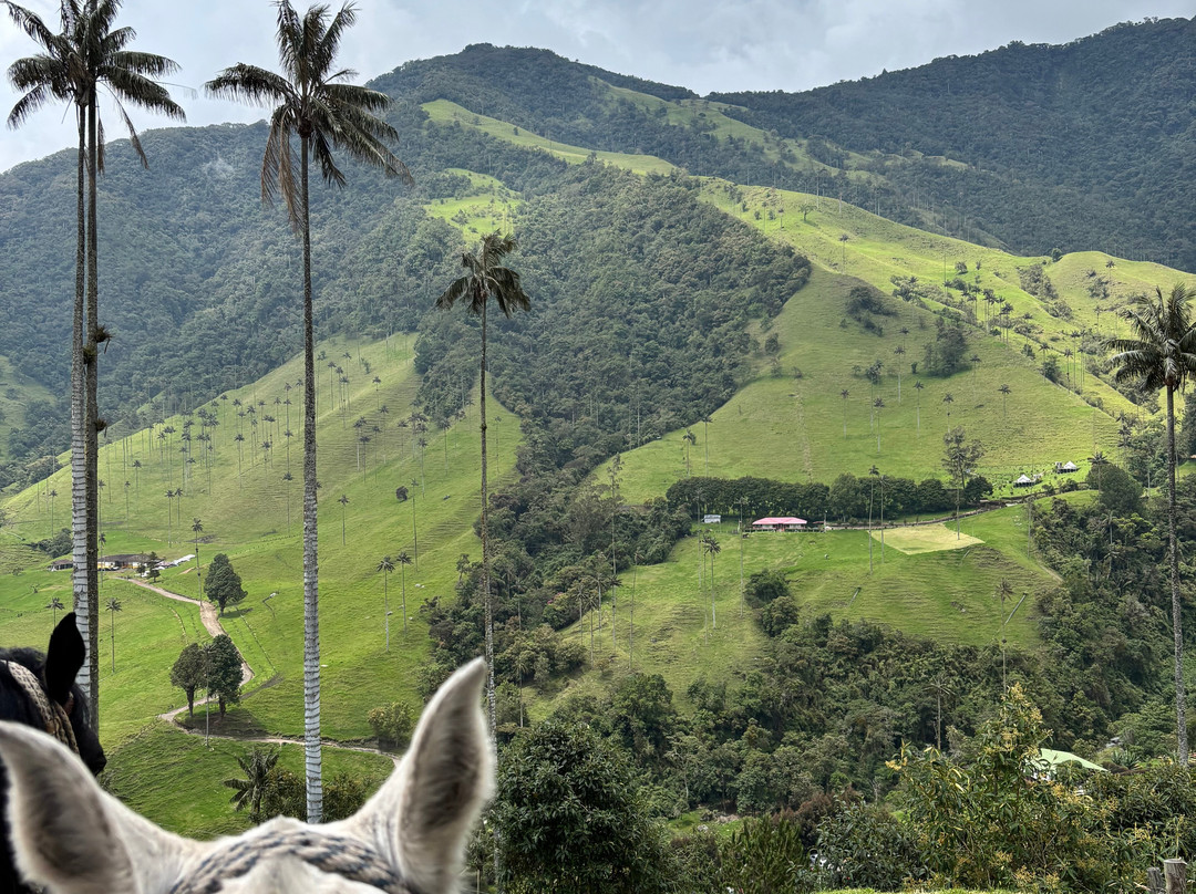 Magic Tours del Café-亚美尼亚必去景点