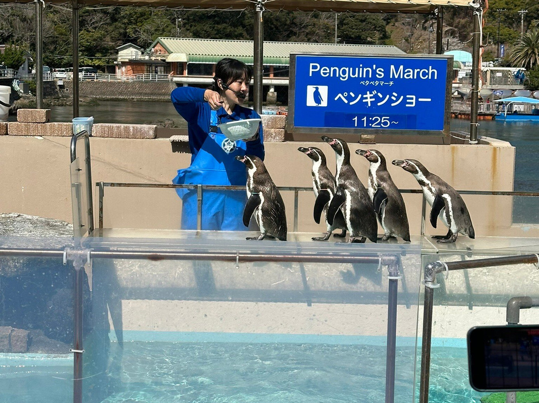 Shimoda Aquarium-下田市必去景点