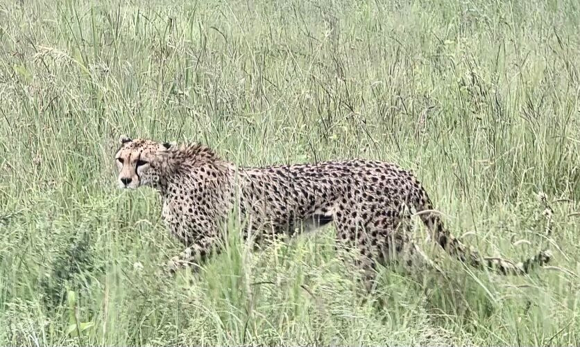 Carnivores Safaris Limited-阿鲁沙必去景点