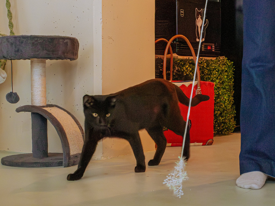 La P'tite Griffe Café