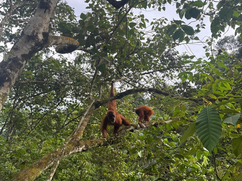 Sumatra orangutan escape-棉兰必去景点