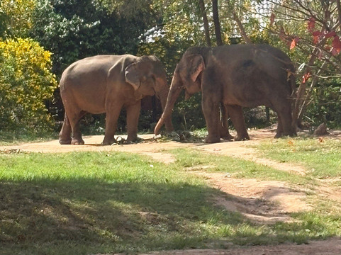 Samui Elephant Sanctuary-波普特必去景点