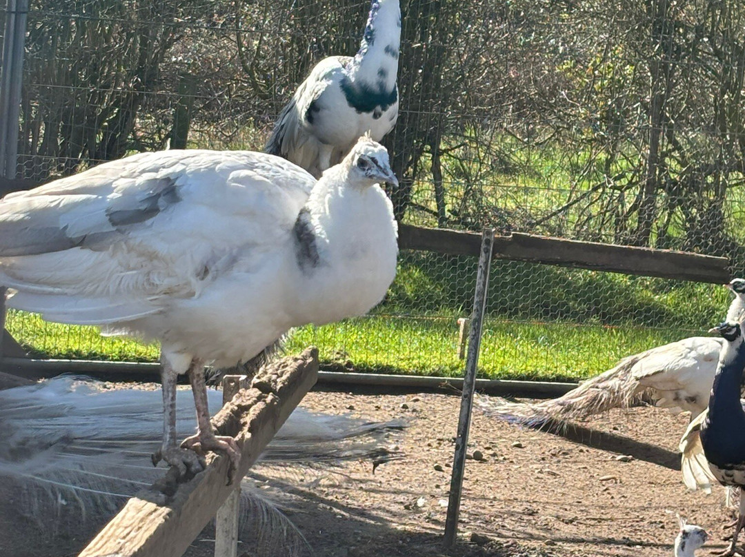 Peacocks Uk-Kempsey必去景点