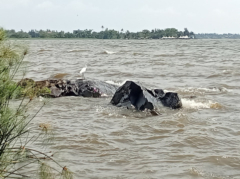 Kisumu Impala Sanctuary-基苏木必去景点
