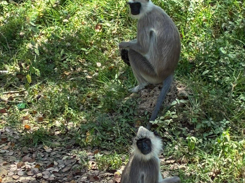 Shawmi Tours-Mawanella必去景点