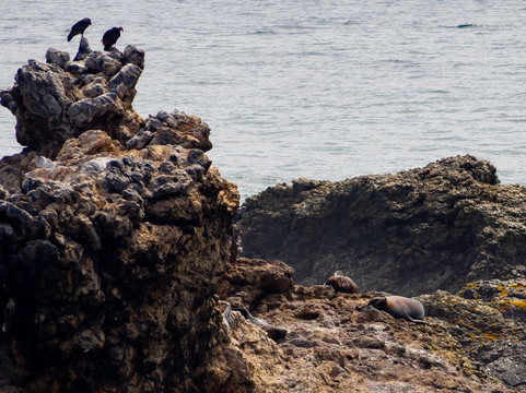 La Lobería-萨利纳斯必去景点