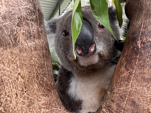 Walkabout Wildlife Sanctuary-Calga必去景点