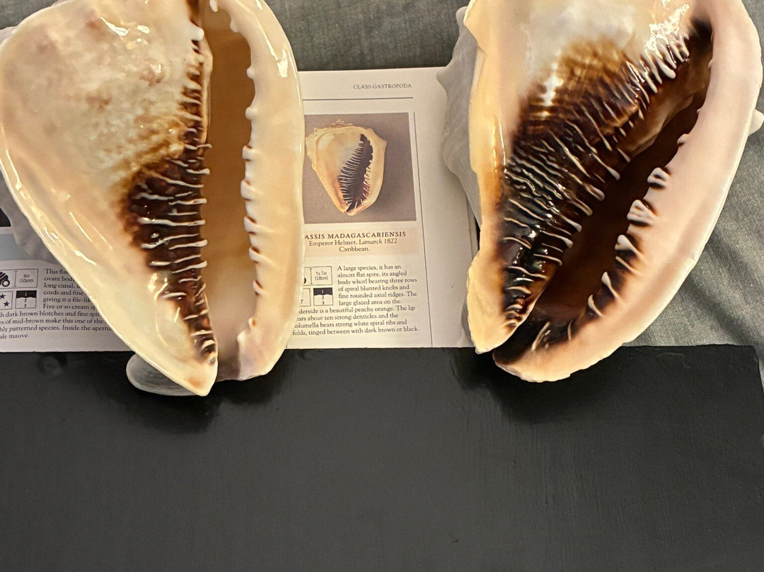 GeoRockShop aan Zee-Egmond aan Zee必去景点