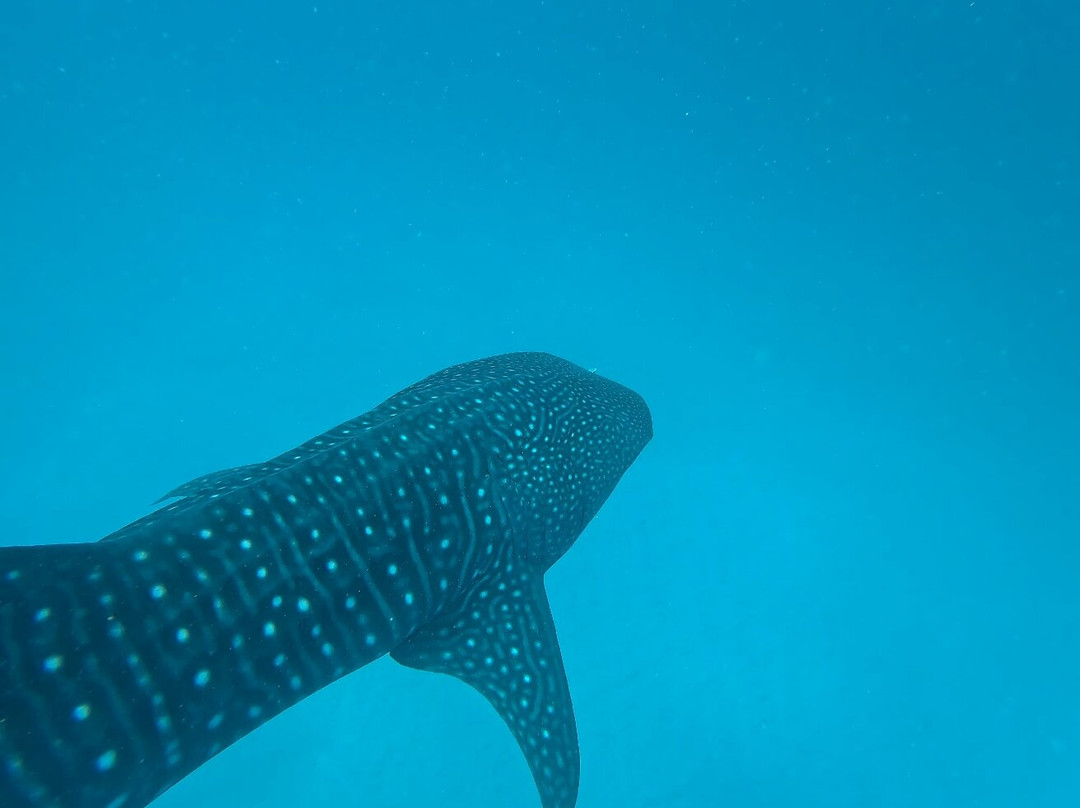 Mafia Whale Shark Tours-Kilindoni必去景点