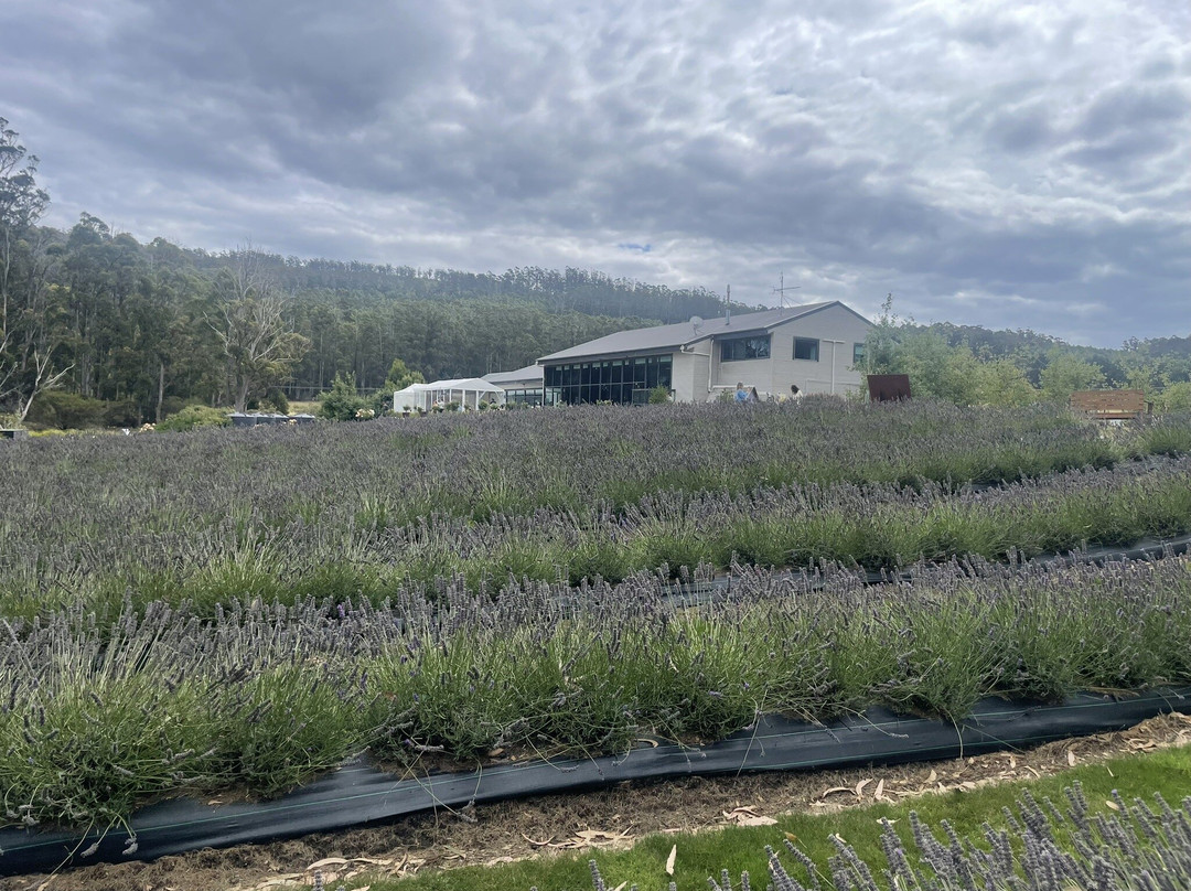 Port Arthur Lavender Farm · Tourist Attraction-亚瑟港必去景点
