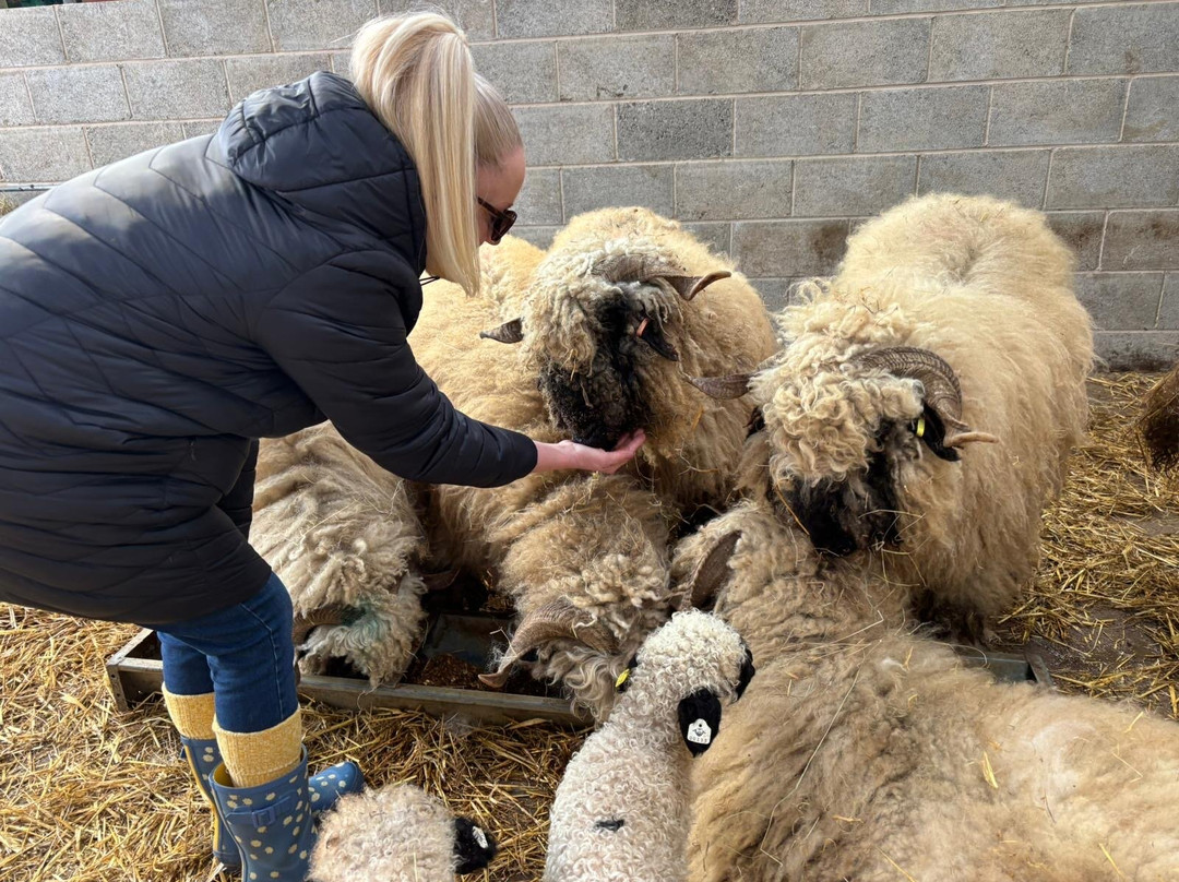 Walking the goats at Lower Coates-巴恩斯利必去景点