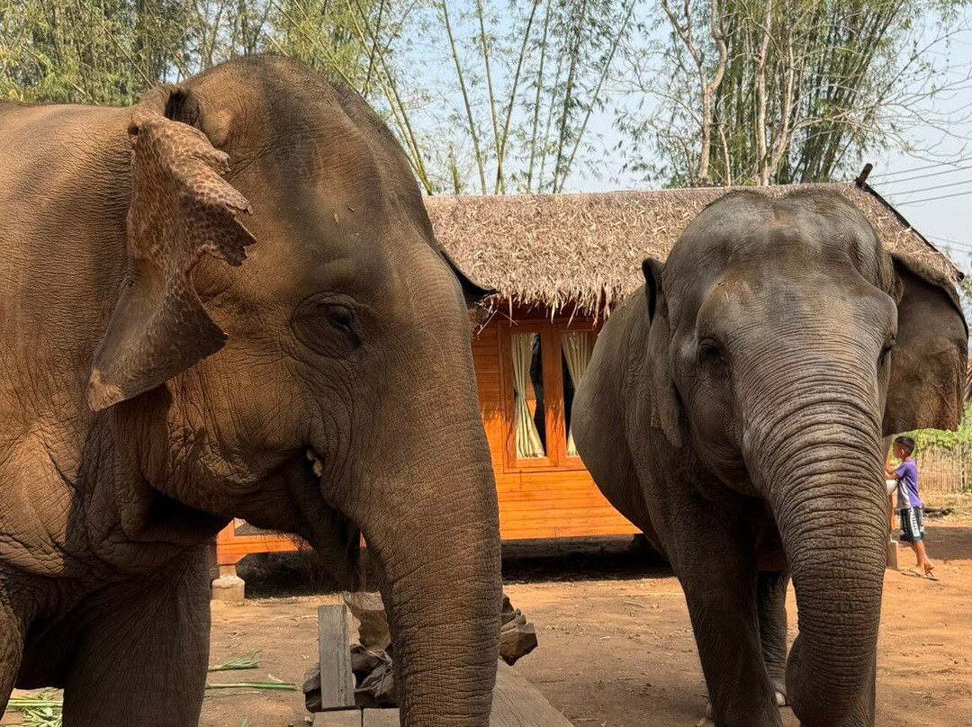 Pon Elephant Thailand-清迈必去景点