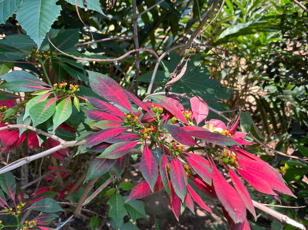 Munnar Angel Cabs-慕那尔必去景点