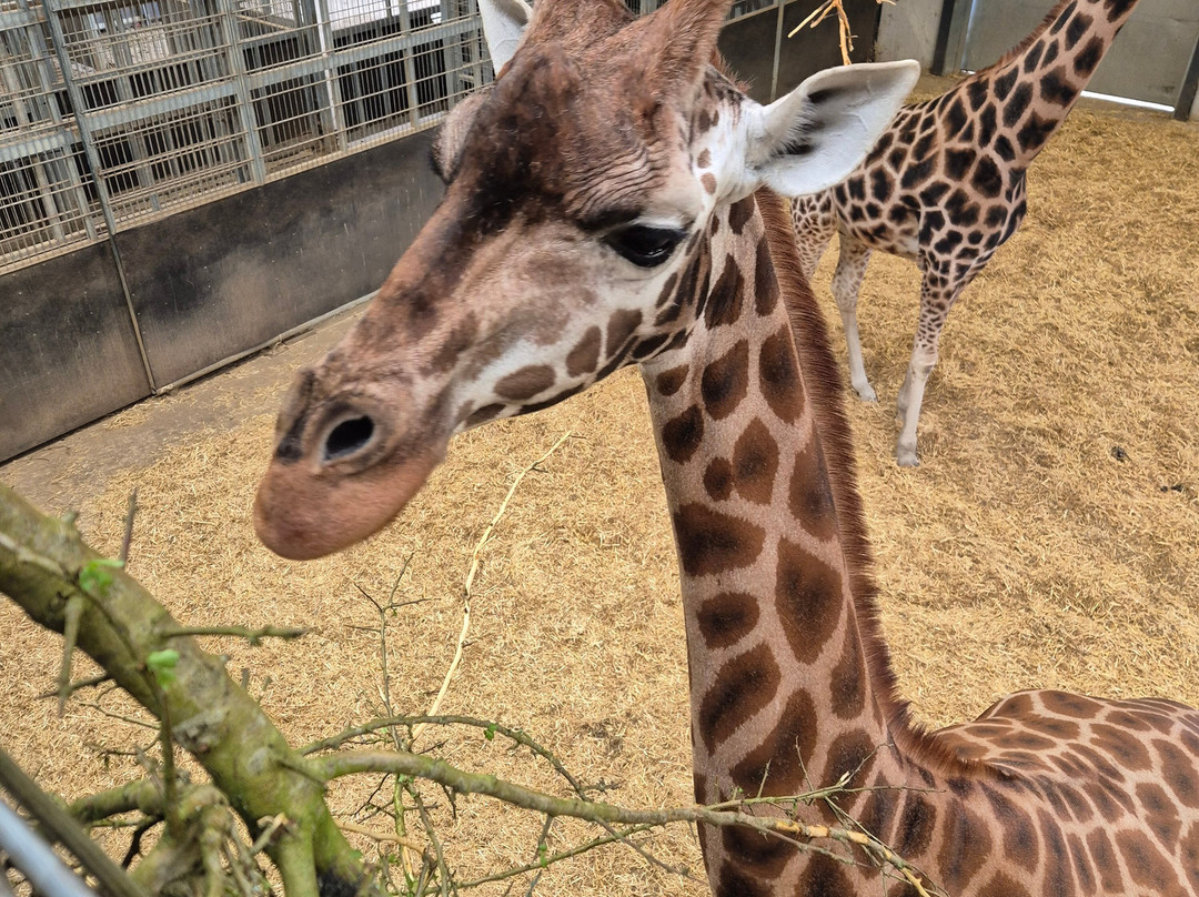 Woburn Safari Park-Woburn必去景点