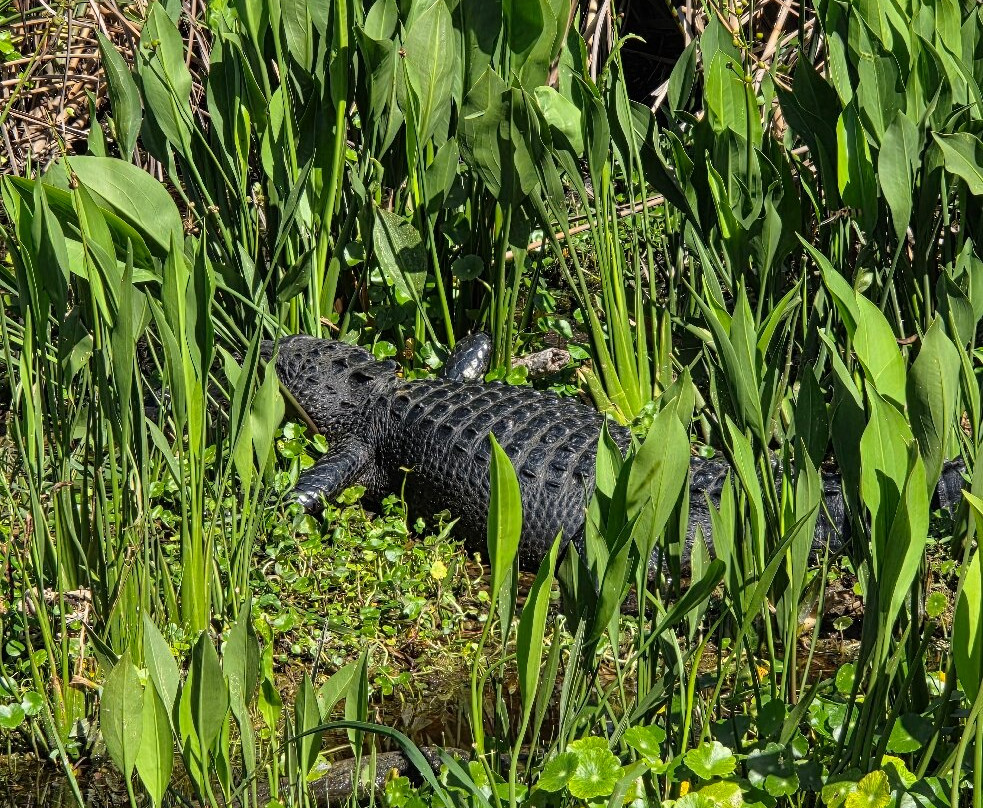 Swamp Fever Airboat Adventures-Lake Panasoffkee必去景点