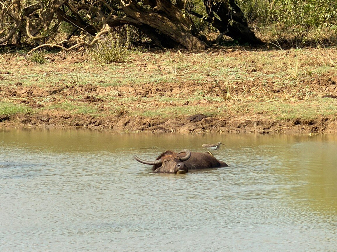 NPA Leopard Safari-蒂瑟默哈拉默必去景点