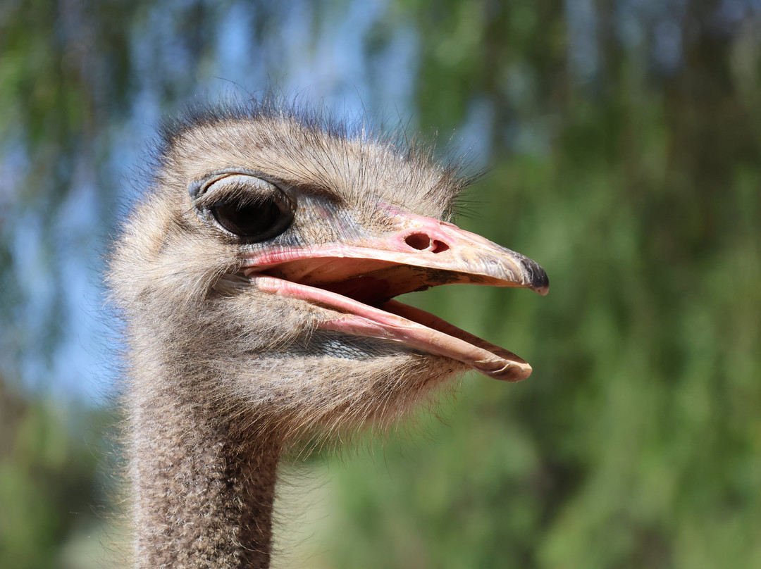 Highgate Ostrich Show Farm-奥兹洪必去景点