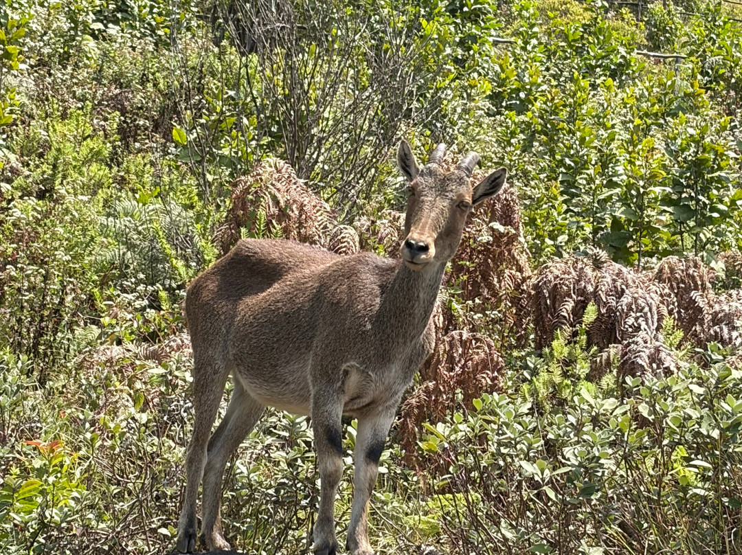 Kochi Taxi 24X7-柯钦必去景点