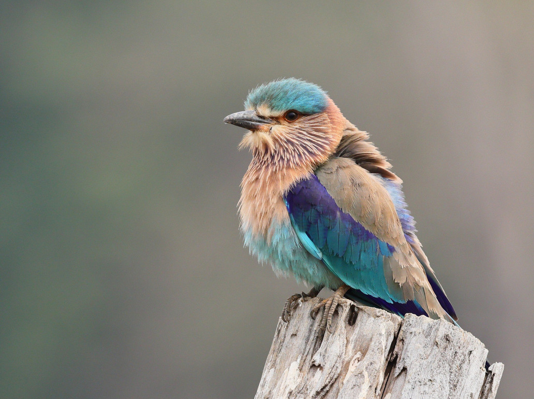 潘趣丛林营地酒店主图