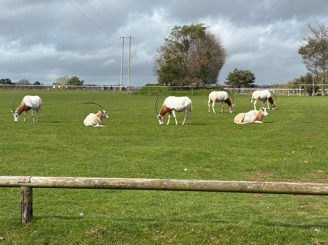 Fota Wildlife Park-Carrigtwohill必去景点