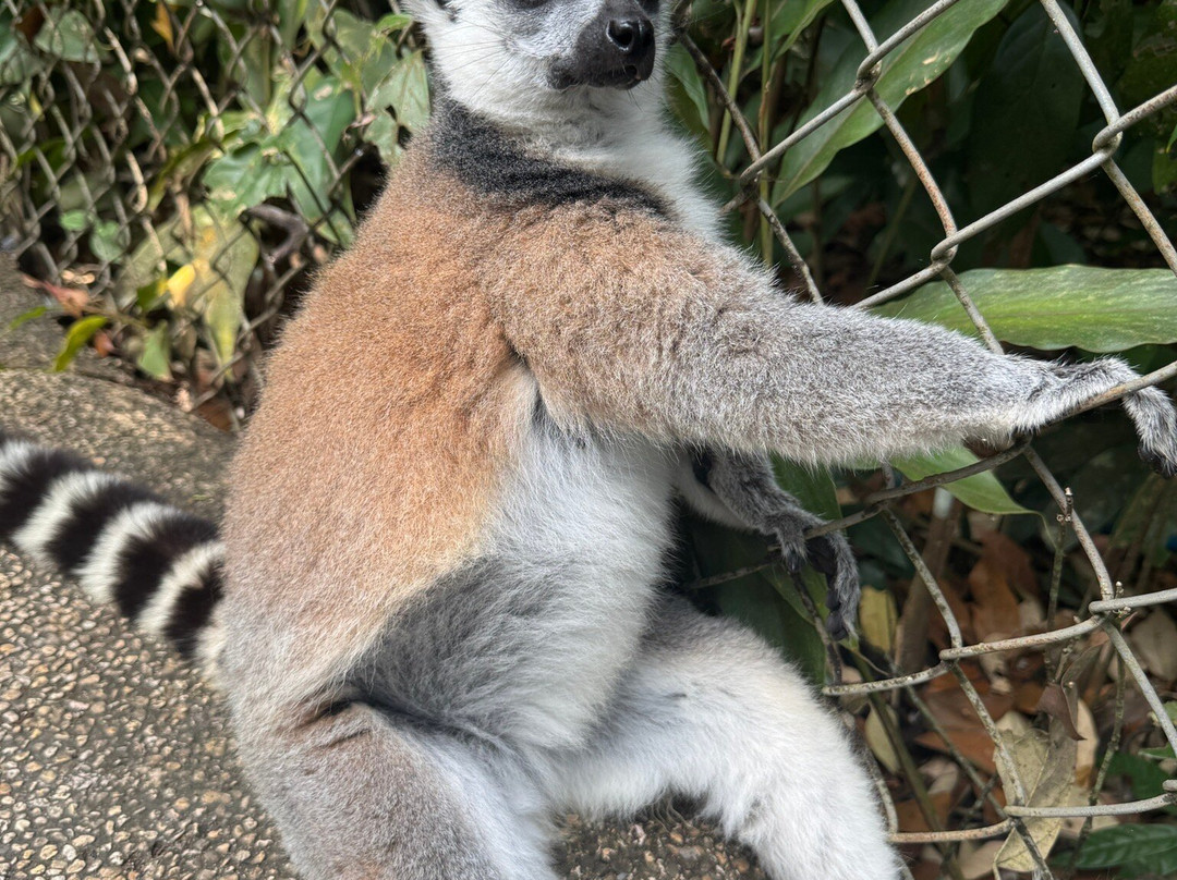 珍珠王国野生动物园-富国岛必去景点
