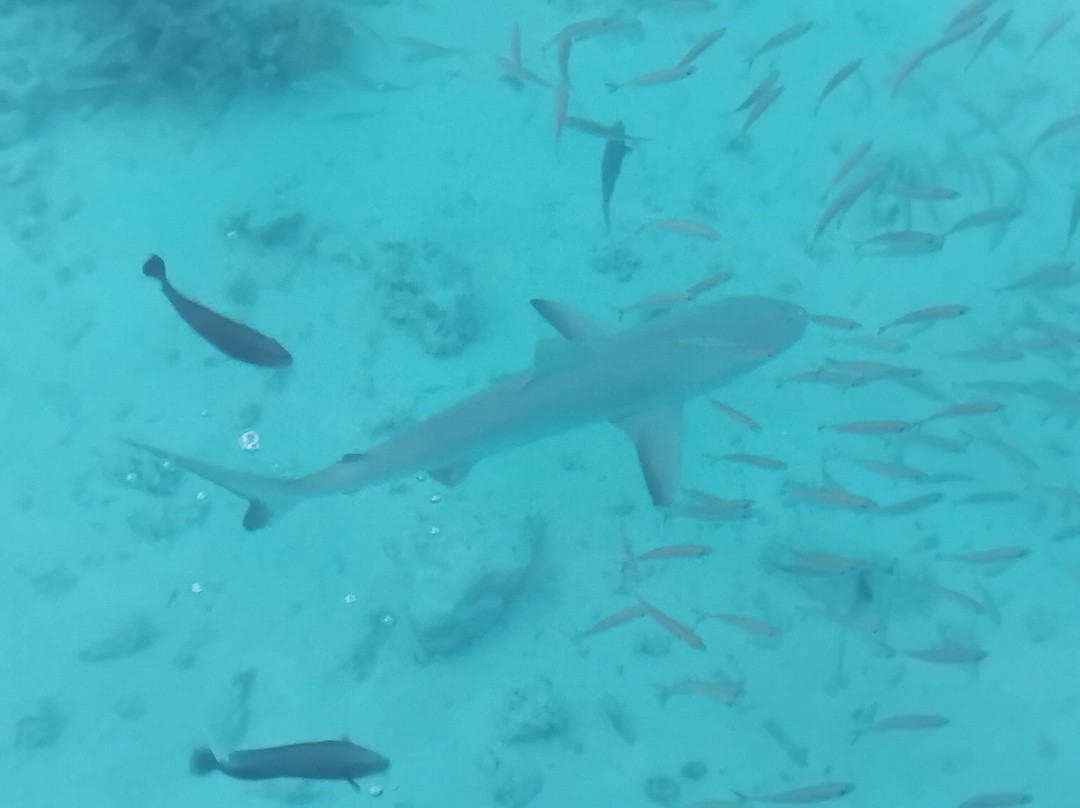 Enata Fakarava Diving