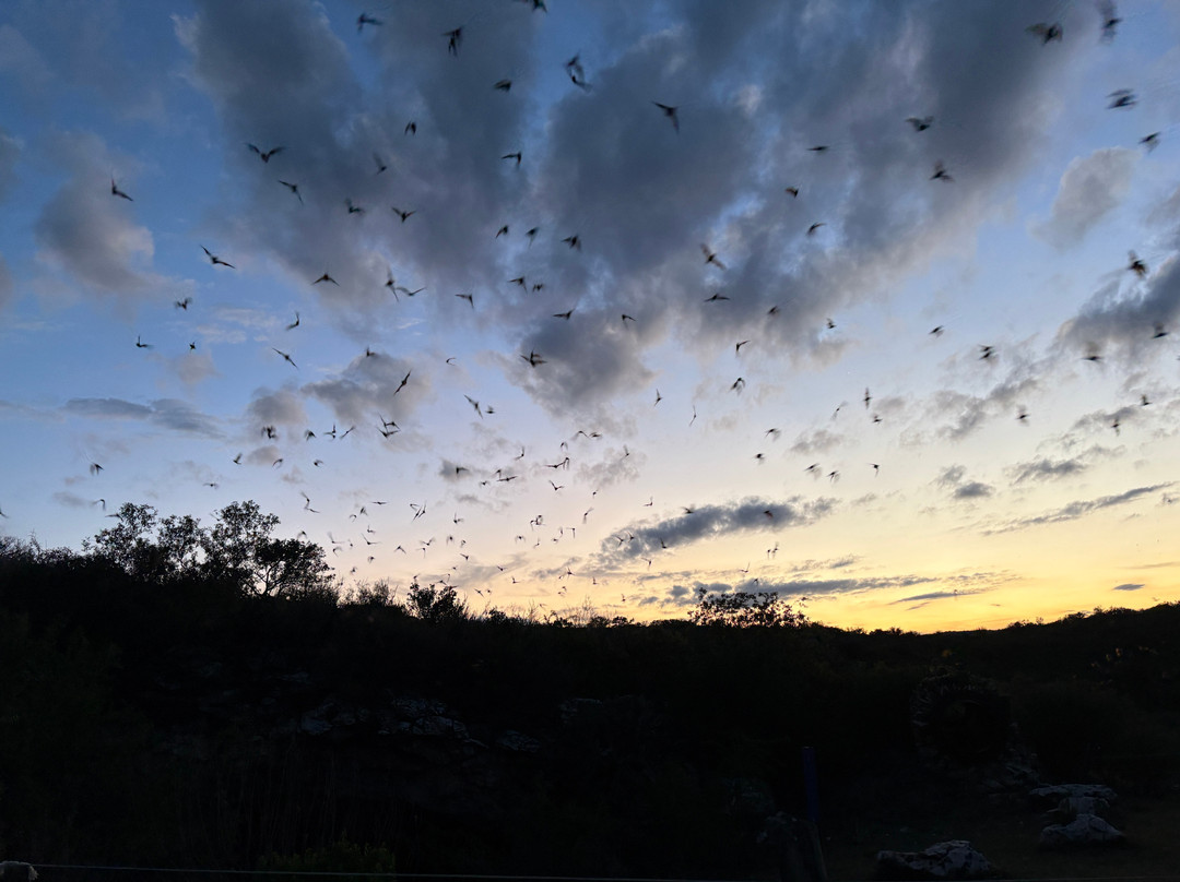 Frio Bat Flight Tours-Concan必去景点