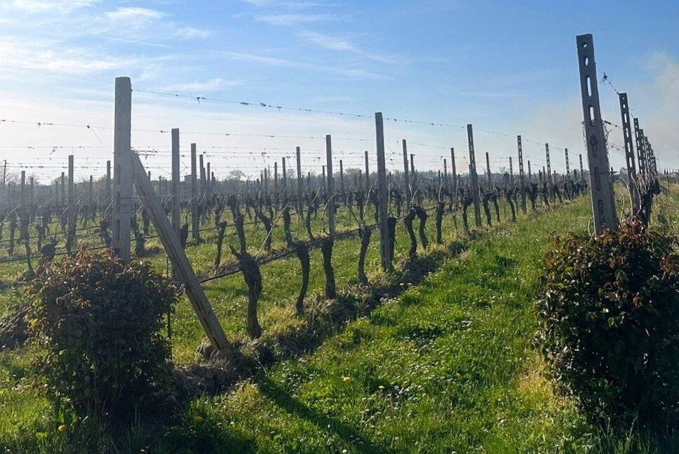Azienda Agricola Sgreva-锡尔苗内必去景点