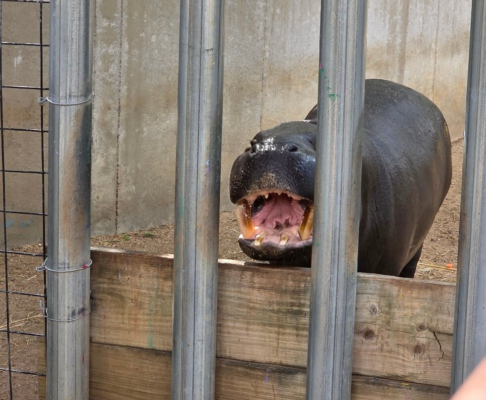 Tanganyika Wildlife Park-Goddard必去景点